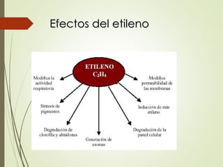 Efectos del etileno
Efectos del etileno
 