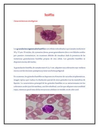 Basófilos
Características citológicas
Los granulocitos segmentados basófilos son células redondeadas cuyo tamaño oscila entre
10 y 13 μm. El núcleo, de cromatina densa, posee generalmente dos o tres lóbulos unidos
por puentes cromatínicos, en ocasiones difíciles de visualizar dada la presencia de las
numerosas granulaciones basófilas propias de esta célula. Los gránulos basófilos se
disponen encima del núcleo.
la granulación basófila, de tamaño entre 0.2 y 1 um, adquiere una coloración rojo-violácea
oscura con las tinciones panópticas y tiene una forma poligonal.
En ocasiones, los gránulos basófilos se disponen en el interior de vacuolas citoplasmáticas,
imagen óptica que traduce la disolución parcial de estos gránulos tras las maniobras de
fijación. La característica principal de los gránulos basófilos es su metacromasia con los
colorantes azules (azul de metileno, azul de toluidina), con los que adquiere una tonalidad
rojiza, mientras que el resto de las estructuras celulares se tintilde; en de color azul.