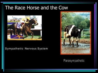 The Race Horse and the Cow
Sympathetic Nervous System
 