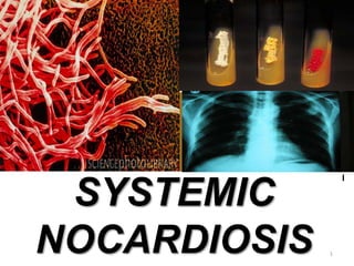 l
SYSTEMIC
NOCARDIOSIS 1
 