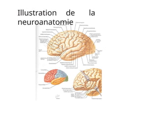 Illustration de la
neuroanatomie
 