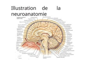 Illustration de la
neuroanatomie
 