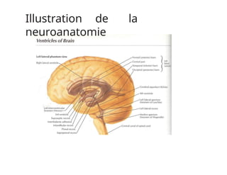 Illustration de la
neuroanatomie
 