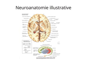 Neuroanatomie illustrative
 
