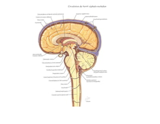 Circułotion du liquide céphalo-rachidien
 