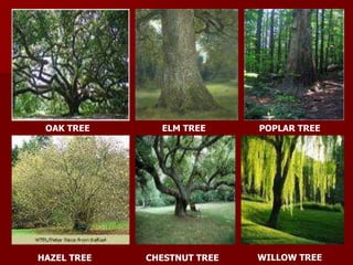 OAK TREE
HAZEL TREE
ELM TREE
CHESTNUT TREE WILLOW TREE
POPLAR TREE
 