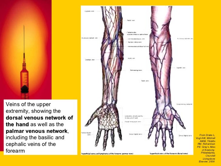 Basic Intravenous Therapy 1: Anatomy