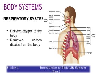 RESPIRATORY SYSTEM
• Delivers oxygen to the
body
• Removes carbon
dioxide from the body
Session 1 Introduction to Basic Life Support
Part 2
 