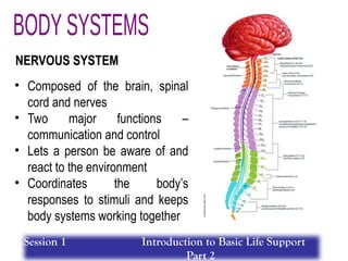 • Composed of the brain, spinal
cord and nerves
• Two major functions –
communication and control
• Lets a person be aware of and
react to the environment
• Coordinates the body’s
responses to stimuli and keeps
body systems working together
NERVOUS SYSTEM
Session 1 Introduction to Basic Life Support
Part 2
 