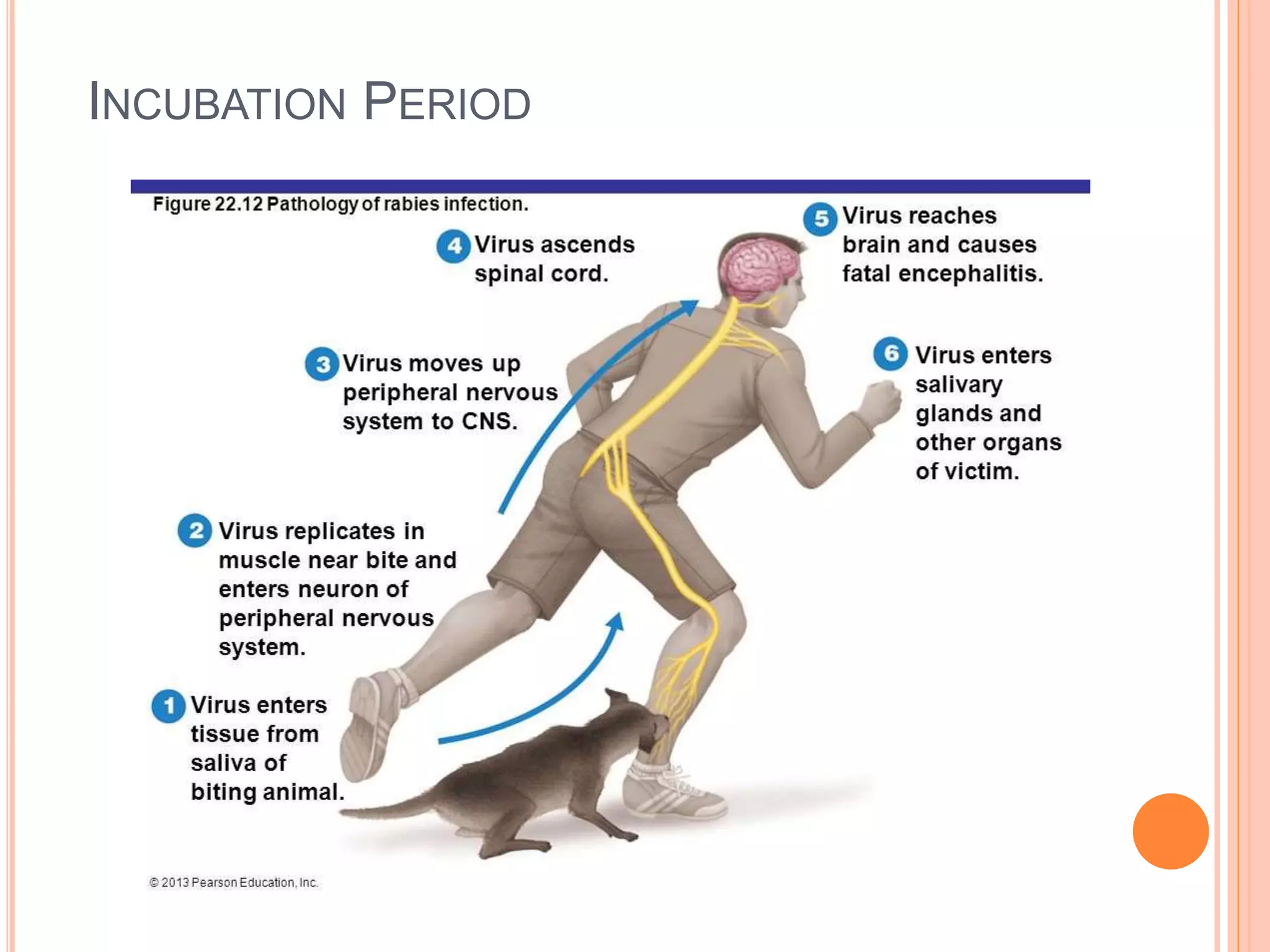 Basic rabies-for-dep ed | PPTX