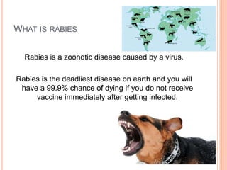 Basic rabies-for-dep ed | PPTX