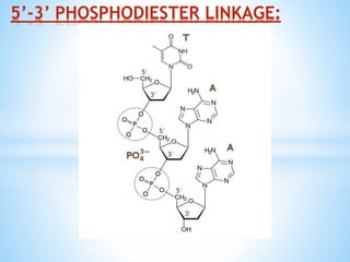 5’-3’ PHOSPHODIESTER LINKAGE:
 