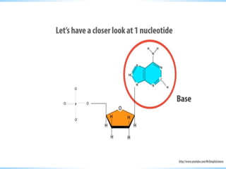 GENERAL____BIOLOGY_BASIC-STRUCTURES-DNA-RNA.pptx
