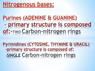 Nitrogenous bases:
Purines (ADENINE & GUANINE)
- primary structure is composed
of:
Pyrimidines (CYTOSINE, THYMINE & URACIL)
-primary structure is composed of:
-SINGLE
 