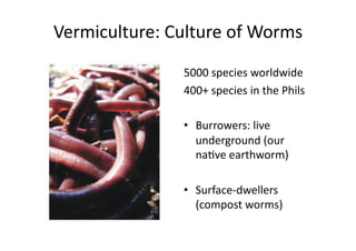 Vermiculture:	Culture	of	Worms	
5000	species	worldwide	
400+	species	in	the	Phils	
•  Burrowers:	live	
underground	(our	
naNve	earthworm)	
•  Surface-dwellers	
(compost	worms)	
 