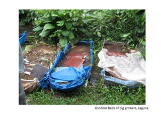 Outdoor	beds	of	pig	growers,	Laguna	
 