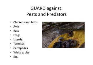 GUARD	against:		
Pests	and	Predators	
•  Chickens	and	birds	
•  Ants	
•  Rats	
•  Frogs	
•  Lizards	
•  Termites	
•  CenNpedes	
•  White	grubs	
•  Etc.	
 