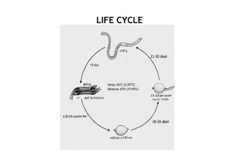 LIFE CYCLE
 