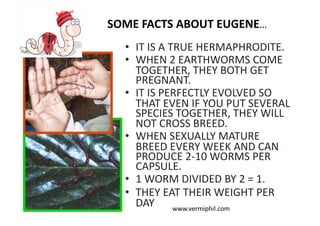 SOME	FACTS	ABOUT	EUGENE…	
•  IT	IS	A	TRUE	HERMAPHRODITE.	
•  WHEN	2	EARTHWORMS	COME	
TOGETHER,	THEY	BOTH	GET	
PREGNANT.	
•  IT	IS	PERFECTLY	EVOLVED	SO	
THAT	EVEN	IF	YOU	PUT	SEVERAL	
SPECIES	TOGETHER,	THEY	WILL	
NOT	CROSS	BREED.	
•  WHEN	SEXUALLY	MATURE	
BREED	EVERY	WEEK	AND	CAN	
PRODUCE	2-10	WORMS	PER	
CAPSULE.	
•  1	WORM	DIVIDED	BY	2	=	1.		
•  THEY	EAT	THEIR	WEIGHT	PER	
DAY	
www.vermiphil.com	
 