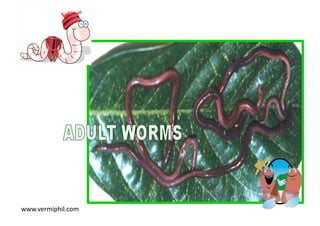 www.vermiphil.com	
 