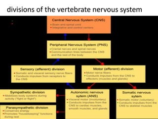 divisions of the vertebrate nervous system
 