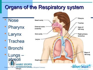 Organs of the Respiratory system
Organs of the Respiratory system
Slide 13.1
Copyright © 2003 Pearson Education, Inc. publishing as Benjamin Cummings
 Nose
 Pharynx
 Larynx
 Trachea
 Bronchi
 Lungs –
alveoli
Figure 13.1
 