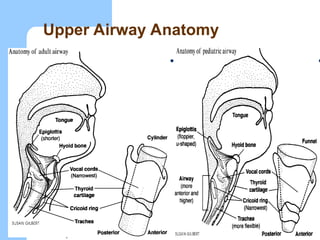 Upper Airway Anatomy
 