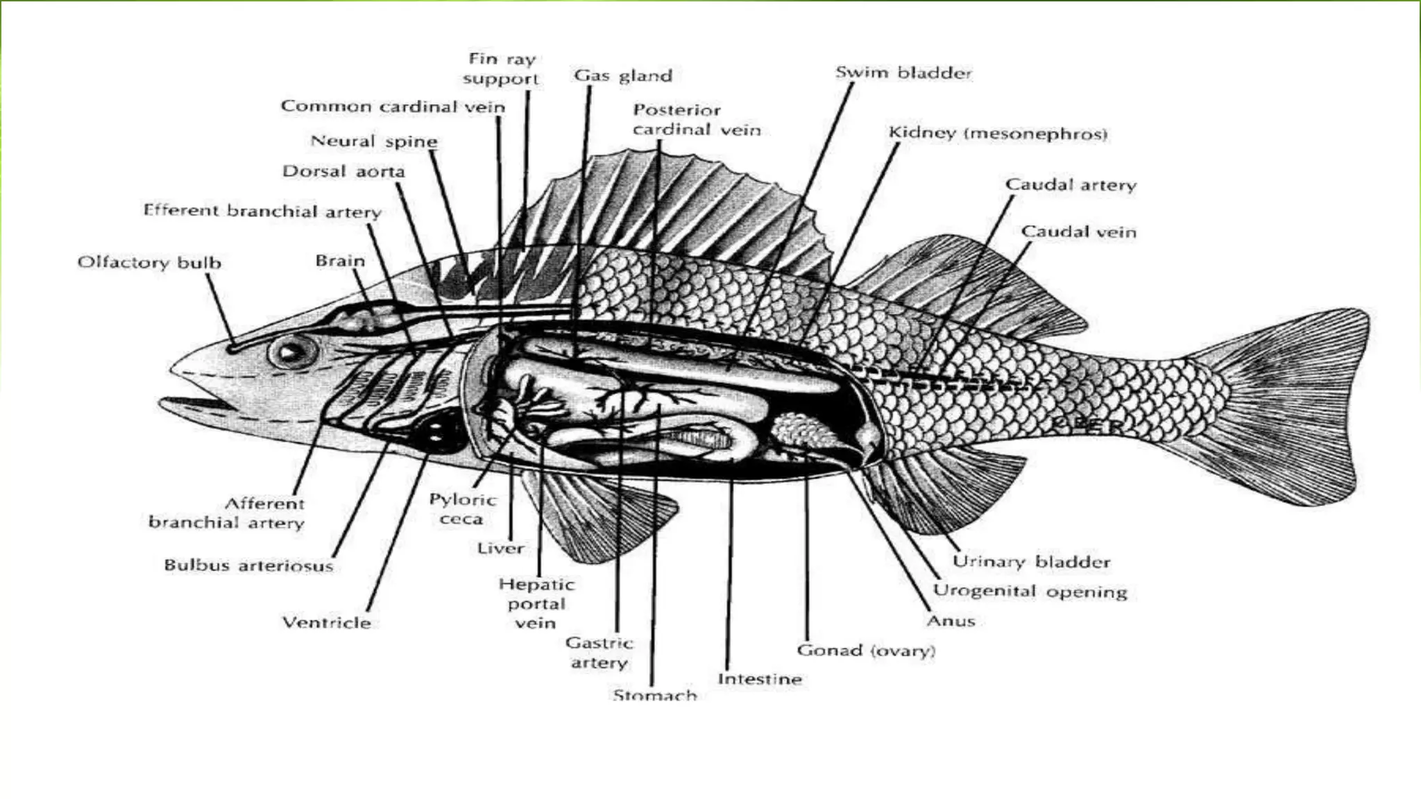 Basic fish anatomy pptx