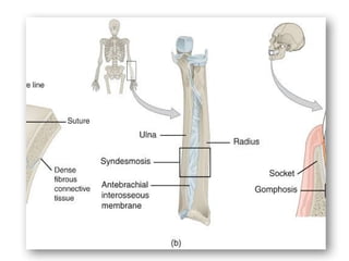 Basic Anatomy of human bodies and there classification.pptx