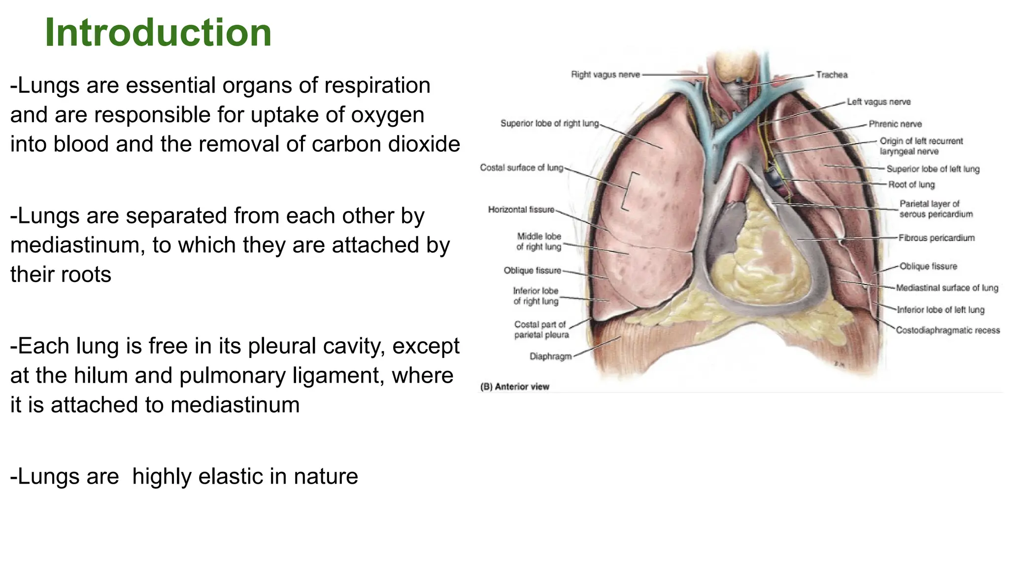 Basic anatomy of Lungs and Spirometry | PPT