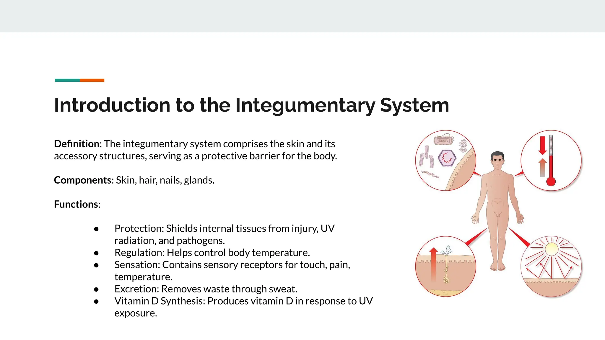 Basic anatomy and physiology Overview of Major body Systems.pdf