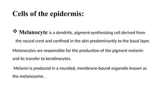 Basic Anatomy And Physiology of The Skin And.pptx