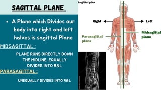 Comprehensive Guide to Basic Human Anatomy and Medical Terminology | PDF