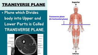 Comprehensive Guide to Basic Human Anatomy and Medical Terminology | PDF