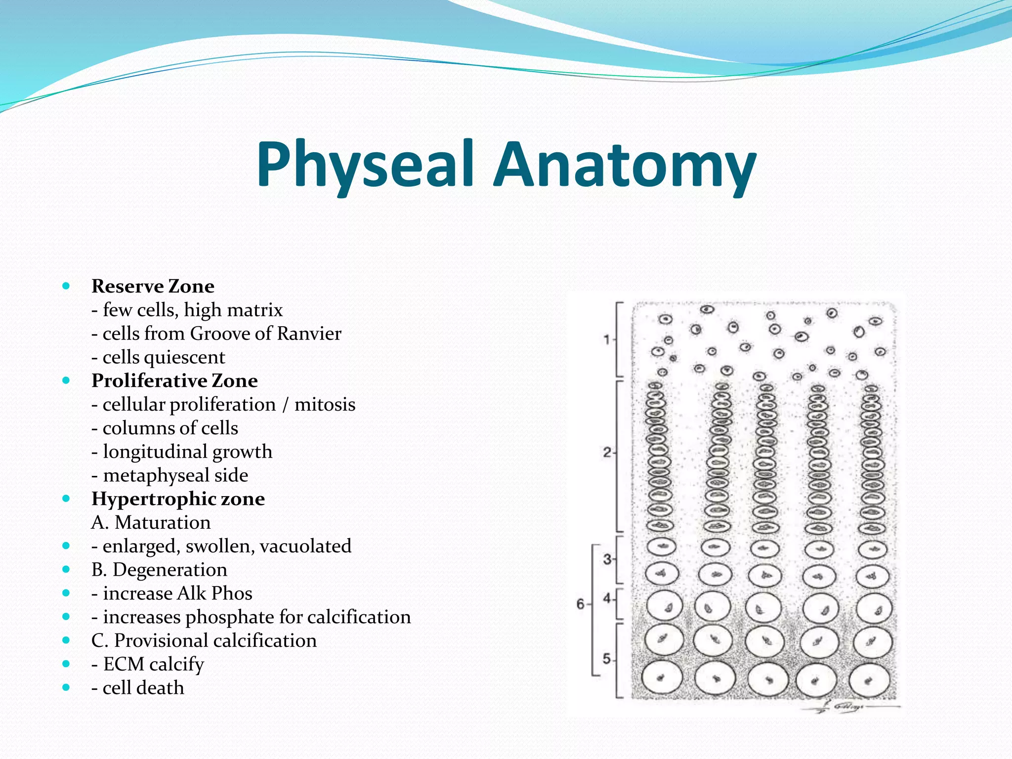 Basic anatomy of a tibia | PPTX