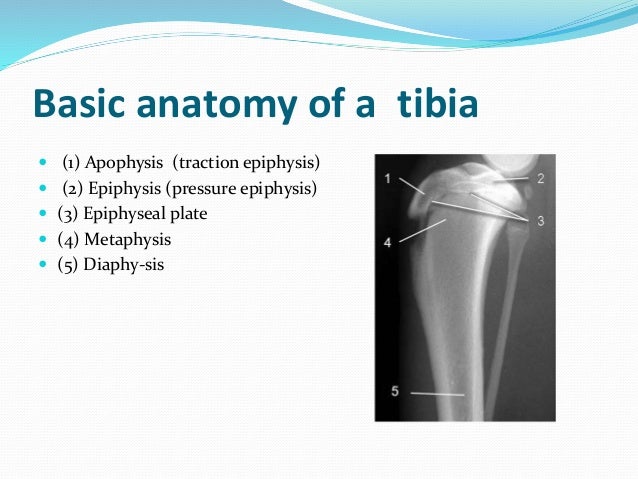 Basic anatomy of a tibia