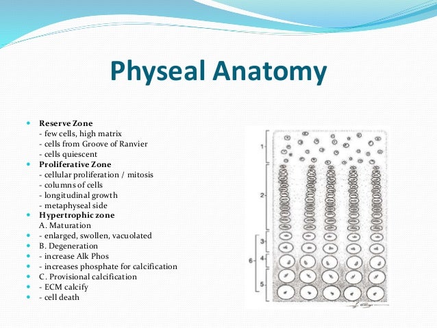 Basic anatomy of a tibia