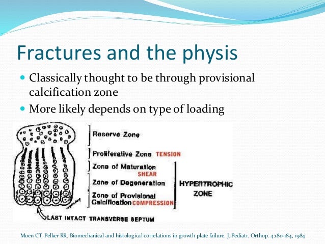 Basic anatomy of a tibia
