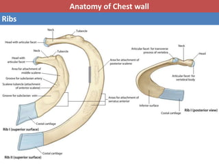 Basic anatomy & Radiology for breast cancer case | PPTX