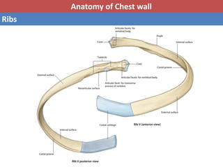 Basic anatomy & Radiology for breast cancer case | PPTX