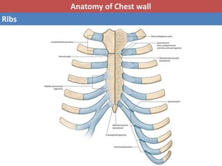 Basic anatomy & Radiology for breast cancer case | PPTX