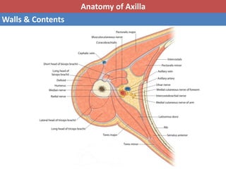 Basic anatomy & Radiology for breast cancer case | PPTX