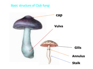 Basic And Applied Aspects Of Fungi Basic And Applied Aspects Of Fungi