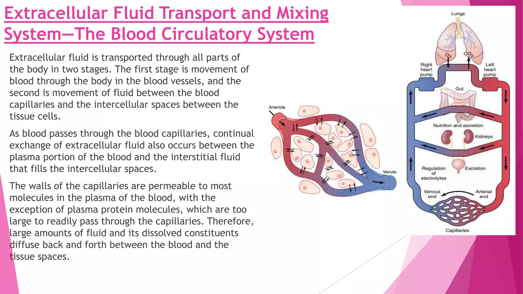 Extracellular Fluid Transport and Mixing
System—The Blood Circulatory System
Extracellular fluid is transported through all parts of
the body in two stages. The first stage is movement of
blood through the body in the blood vessels, and the
second is movement of fluid between the blood
capillaries and the intercellular spaces between the
tissue cells.
As blood passes through the blood capillaries, continual
exchange of extracellular fluid also occurs between the
plasma portion of the blood and the interstitial fluid
that fills the intercellular spaces.
The walls of the capillaries are permeable to most
molecules in the plasma of the blood, with the
exception of plasma protein molecules, which are too
large to readily pass through the capillaries. Therefore,
large amounts of fluid and its dissolved constituents
diffuse back and forth between the blood and the
tissue spaces.
 