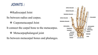 JOINTS :
Radiocarpal Joint
Its between radius and carpus.
 Carpometacarpal Joint
It connect the carpal bone to the metacarpus.
 Metacarpophalangeal joint
Its between metacarpal bones and phalanges.
 