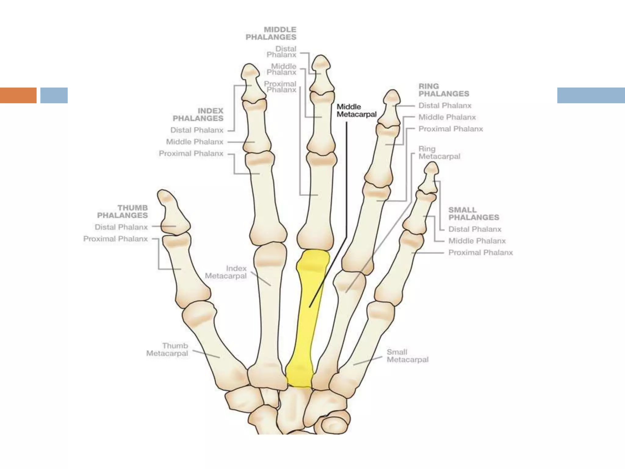 Basic and supplementary projections of thumb and scaphoid | PPTX