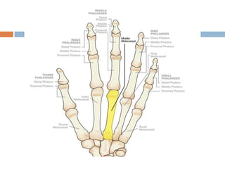 Basic and supplementary projections of thumb and scaphoid | PPTX