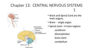 Chapter 13: CENTRAL NERVOUS SYSTEMS
1
• Brain and Spinal Cord are the
main organs.
• Brain - single organ.
• Spinal cord – 4 main regions
cerebrum
diencephalon
brain stem
cerebellum
 