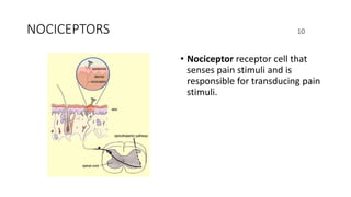 NOCICEPTORS 10
• Nociceptor receptor cell that
senses pain stimuli and is
responsible for transducing pain
stimuli.
 