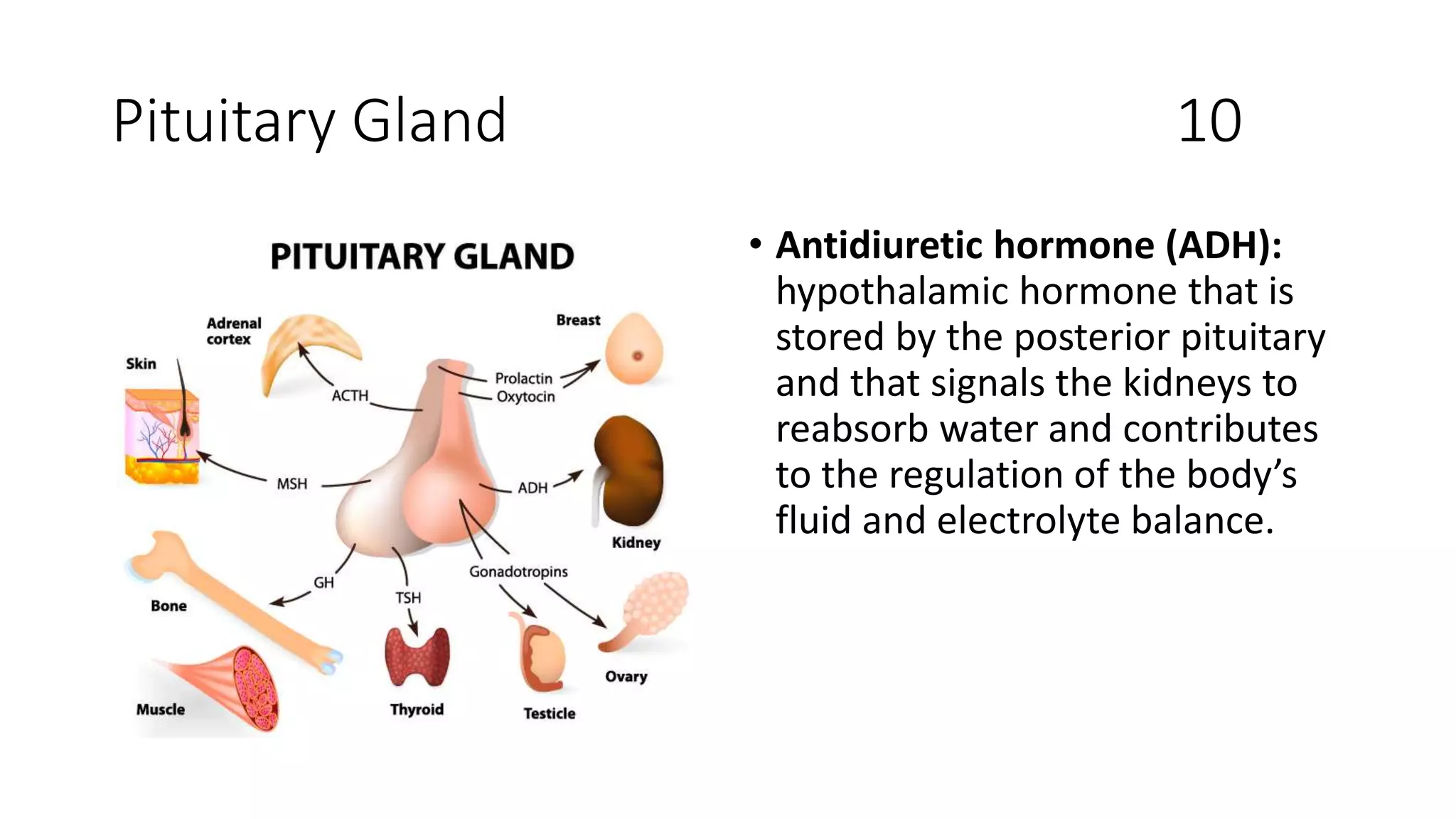 Pituitary Gland 10
• Antidiuretic hormone (ADH):
hypothalamic hormone that is
stored by the posterior pituitary
and that signals the kidneys to
reabsorb water and contributes
to the regulation of the body’s
fluid and electrolyte balance.
 